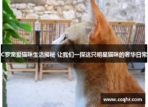 C罗宠爱猫咪生活揭秘 让我们一探这只明星猫咪的奢华日常